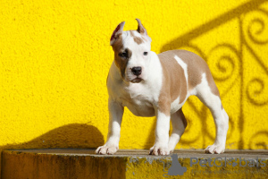 Photo №1. american staffordshire terrier - à vendre en ville de Wrocław | 800€ | Annonce №19822