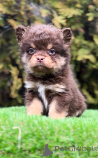Photo №3. Bulldog français avec des cheveux hypoallergéniques. Serbie