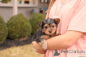 Photo №1. yorkshire terrier - à vendre en ville de Bulembu | 440€ | Annonce №137061