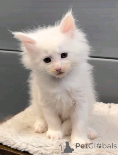 Photo №1. persan - à vendre en ville de Berlin | 300€ | Annonce № 137223