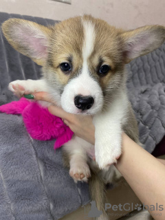 Photo №2 de l'annonce № 32408 de la vente welsh corgi - acheter à Biélorussie 