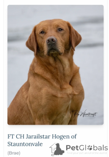Photo №1. labrador retriever - à vendre en ville de Baltimore | 339€ | Annonce №173955