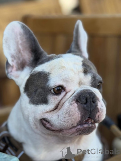 Photo №2 de l'annonce № 155341 de la vente bouledogue - acheter à La Grande-Bretagne annonce privée