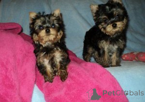 Photo №1. yorkshire terrier - à vendre en ville de Bruxelles | négocié | Annonce №156862