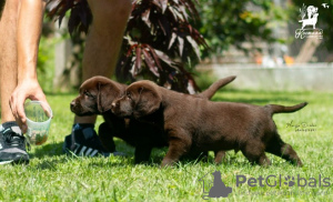 Photos supplémentaires: Chiots labrador retriever