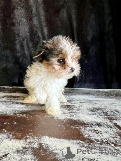 Photo №1. biewer yorkshire terrier - à vendre en ville de Berlin | 1000€ | Annonce №139043