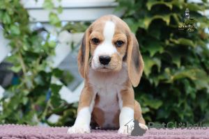 Photos supplémentaires: Chiots Beagle au chenil