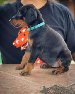 Photo №3. Acheter un chiot Dobermann pratique. Belgique