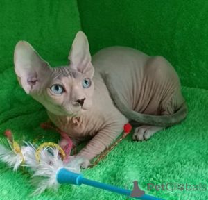 Photo №1. sphynx - à vendre en ville de Kamen | 350€ | Annonce № 178162