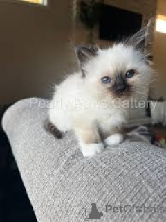 Photo №3. Chatons Birmans prêts à rejoindre leur nouvelle famille.. France
