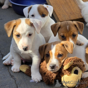 Photo №3. Chiots Jack Russell Terrier de race pure, en bonne santé, heureux et vérifiés. République Tchèque