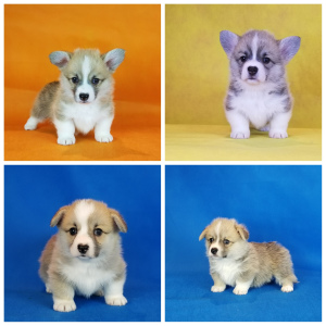 Photo №1.  - à vendre en ville de Kherson | 1200€ | Annonce №5527