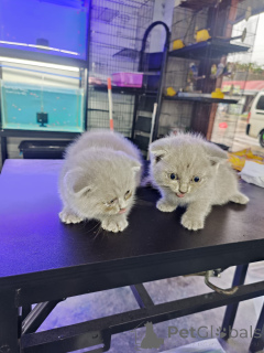 Photo №3. Chatons Scottish Fold à adopter. Belgique