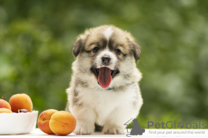 Photos supplémentaires: gallois corgi pembroke