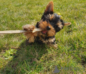 Photo №4. Je vais vendre yorkshire terrier en ville de Bremen. annonce privée - prix - 329€