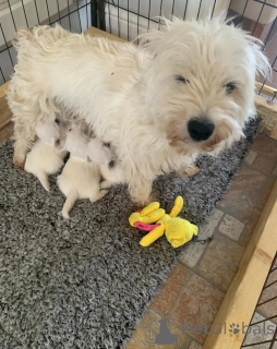 Photo №4. Je vais vendre yorkshire terrier en ville de Canton de Pennsylvanie. annonce privée - prix - 956€