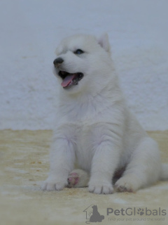 Photo №1. husky de sibérie - à vendre en ville de Belgrade | négocié | Annonce №115745