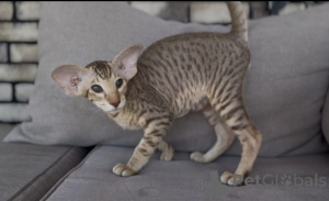 Photo №1. peterbald - à vendre en ville de Fou | 350€ | Annonce № 173640