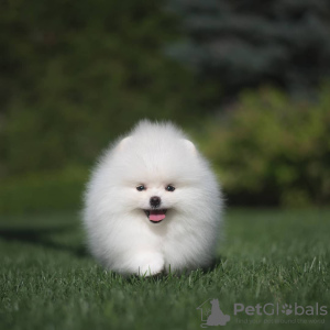 Photo №4. Je vais vendre spitz nain en ville de Харлем. annonce privée - prix - 404€