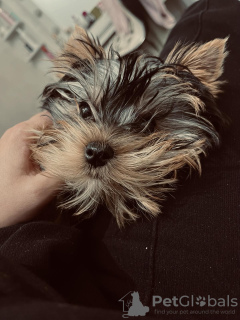 Photo №3. Yorkshire terriers à vendre. Serbie