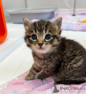 Photo №3. Le produit du chat bengal est enregistré auprès de la TICA.. USA