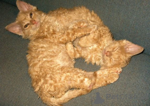 Photo №2 de l'annonce № 138855 de la vente german rex - acheter à Allemagne annonce privée, éleveur