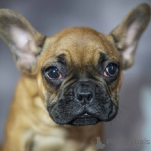 Photo №1. bouledogue - à vendre en ville de Berlin | 436€ | Annonce №166640