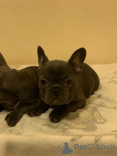 Photo №4. Je vais vendre bouledogue en ville de Berlin. annonce privée, éleveur - prix - 380€