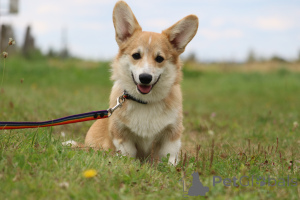 Photo №1. welsh corgi - à vendre en ville de Mogilyov | 600€ | Annonce №145718