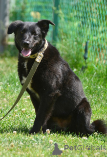 Photo №2 de l'annonce № 142814 de la vente chien bâtard - acheter à Fédération de Russie annonce privée