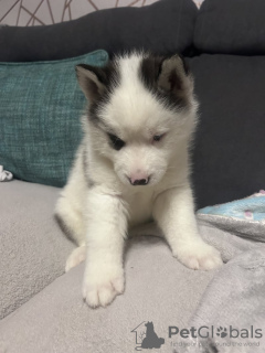 Photo №3. Chiots husky sibériens aux yeux bleus à vendre. USA