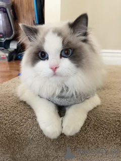 Photo №1. maine coon - à vendre en ville de Yens | négocié | Annonce № 158452