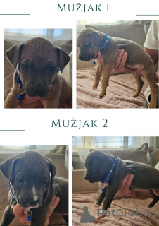 Photo №3. Beaux chiots pit-bull. Serbie