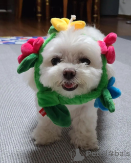 Photo №3. Chiots maltais blancs de race pure disponibles pour l'adoption. USA