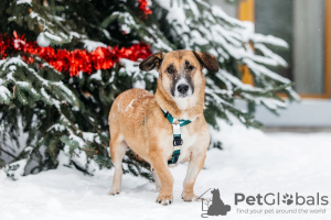 Photo №2 de l'annonce № 127694 de la vente chien bâtard - acheter à Fédération de Russie de l'abri