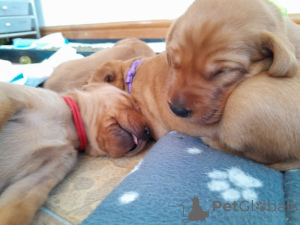 Photo №4. Je vais vendre fox-terrier en ville de Дортмунд. annonce privée - prix - 1200€