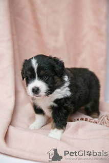 Photo №3. Chiots de chien de berger américain miniature (miniaussi) à Vendre. Fédération de Russie