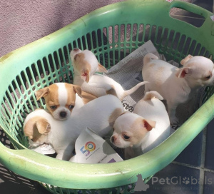 Photo №1. chihuahua - à vendre en ville de Varsovie | négocié | Annonce №175842