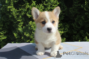 Photo №2 de l'annonce № 167412 de la vente welsh corgi - acheter à Serbie éleveur