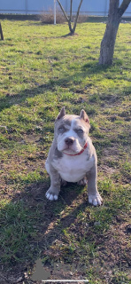 Photo №1. american bully - à vendre en ville de Чехтице | 2839€ | Annonce №94260