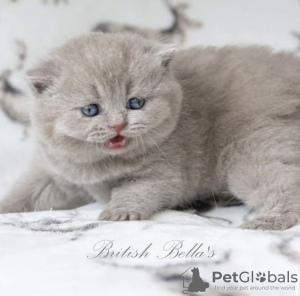 Photo №1. british shorthair - à vendre en ville de Berlin | 400€ | Annonce № 101742