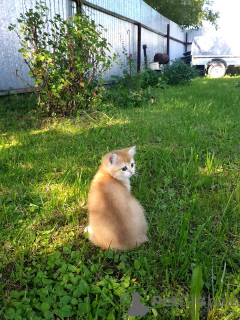 Photo №3. Chatons chinchilla dorés britanniques. Fédération de Russie