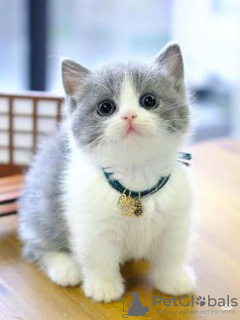 Photo №3. Chatons British Shorthair Business WhatsApp 37256062792. La finlande