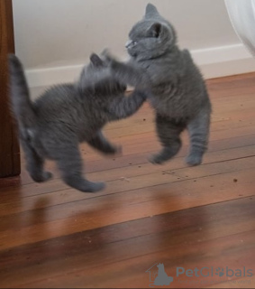 Photos supplémentaires: Chaton à poil court