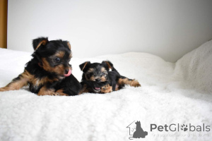 Photo №1. yorkshire terrier - à vendre en ville de Barcelone | 500€ | Annonce №141018