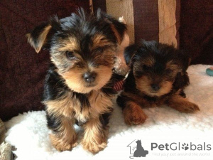 Photo №1. yorkshire terrier - à vendre en ville de Freysing | 450€ | Annonce №169464