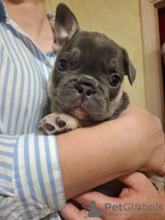 Photo №1. bouledogue - à vendre en ville de Koursk | négocié | Annonce №124782