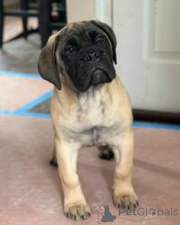 Photo №3. Chiots Bullmastiff à adopter. Australie