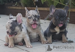 Photo №1. bouledogue - à vendre en ville de Kreivilä | Gratuit | Annonce №124063