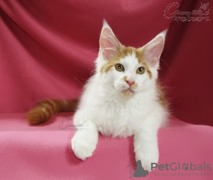 Photo №4. Je vais vendre maine coon en ville de Kazan. de la fourrière, éleveur - prix - 281€